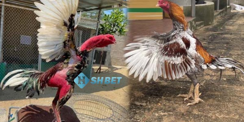 bí kíp đá gà Bật mí những bí kíp đá gà thành công từ các cao thủ