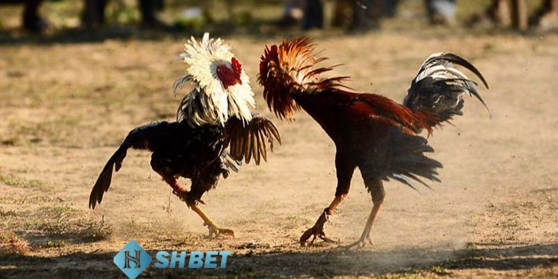 bí kíp đá gà Bí kíp đá gà bằng việc lựa chọn thời điểm cược