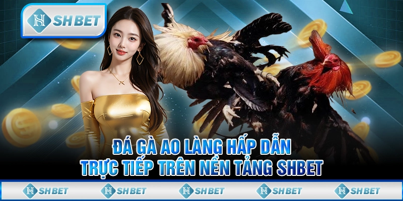 Đá Gà Ao Làng Hấp Dẫn Trực Tiếp Trên Nền Tảng SHBET