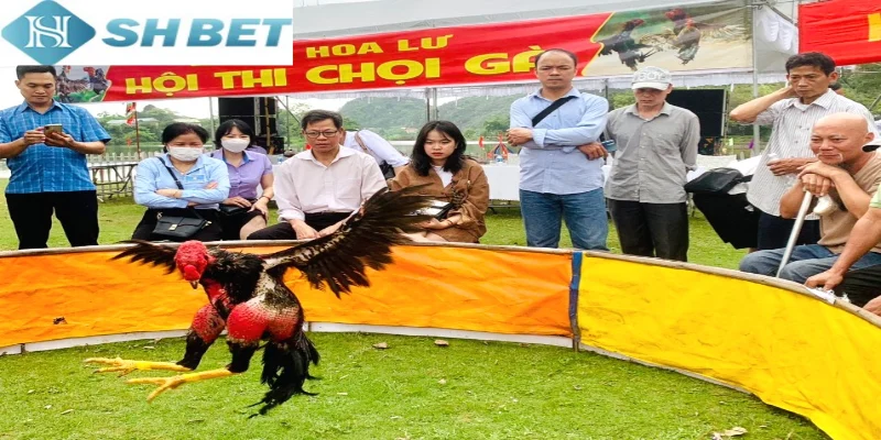 Người chơi tham khảo bí quyết nuôi và huấn luyện gà chọi ao làng