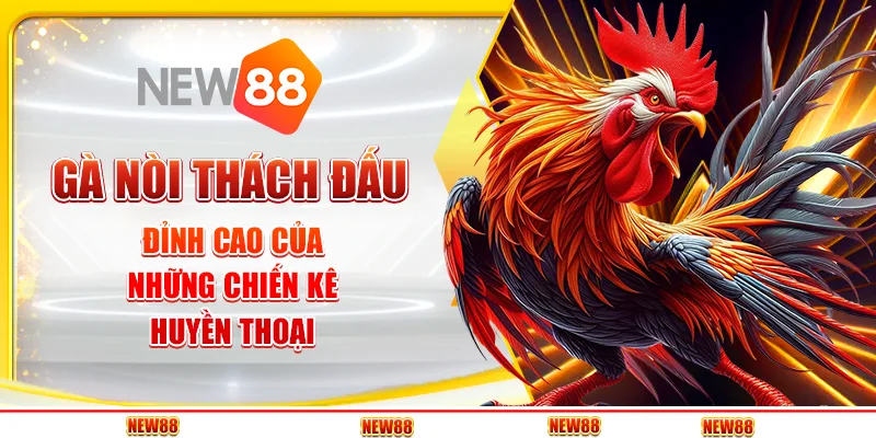 Gà Nòi Thách Đấu