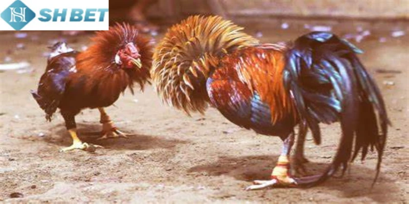 Tham gia đá gà trực tiếp không giới hạn tại nền tảng uy tín