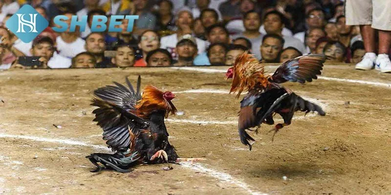 Tìm hiểu thông tin tổng quan về trò chơi kịch tính đá gà cựa sắt
