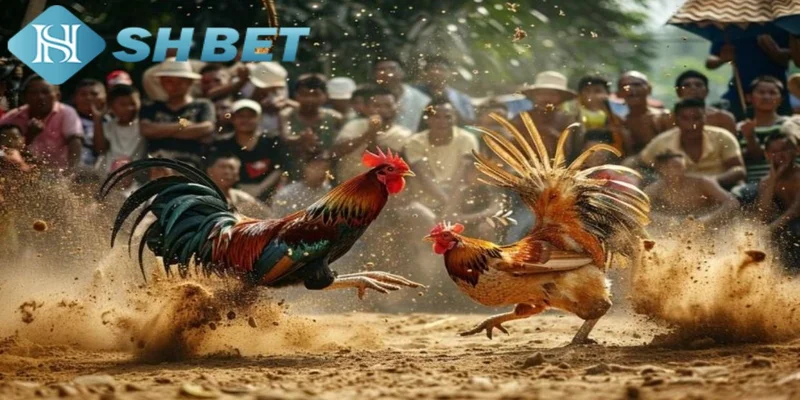 Các cửa cược phổ biến đá gà cựa sắt hiện nay