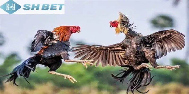 Tham gia đá gà hoang dã cực vui mỗi ngày không giới hạn thưởng