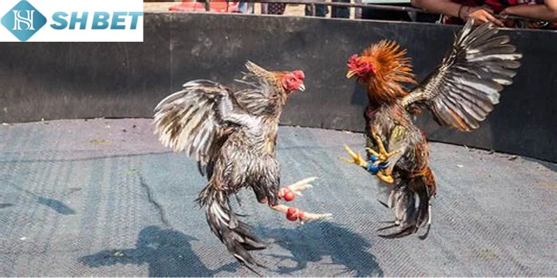 Bạn cần nắm kỹ thuật nuôi gà nòi hiệu quả mỗi ngày