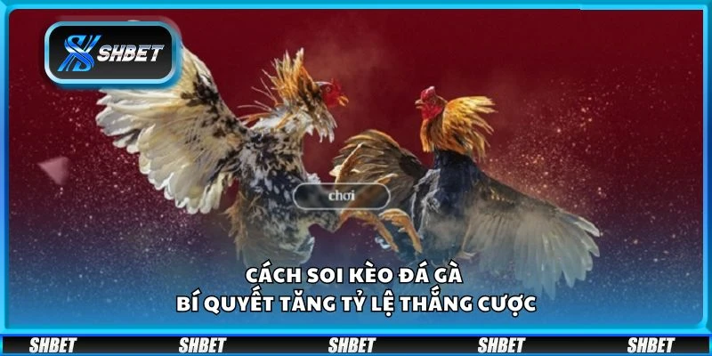 Cách soi kèo đá gà - Bí quyết tăng tỷ lệ thắng cược